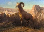 A Rocky Mountain Sheep, Ovis, Montana